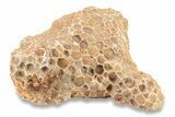1 1/2 to 2 1/2" Devonian Fossil Tabulate Coral Pieces - Photo 3